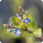 Brooklime (Veronica beccabunga) close-up of bright blue flowers with white centres.