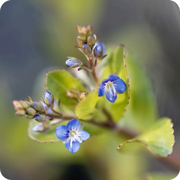 Brooklime (Veronica beccabunga) close-up of bright blue flowers with white centres.