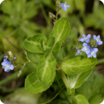 Brooklime (Veronica beccabunga) close-up of bright blue flowers with white centres and delicate green sepals.