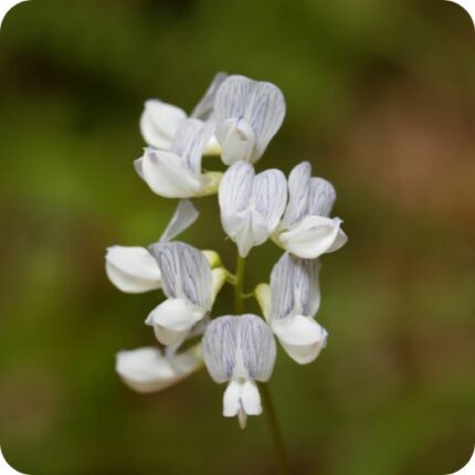 Wood Vetch (Vicia sylvatica) close-up of pale purple pea-like flowers with delicate veins on climbing green stems.