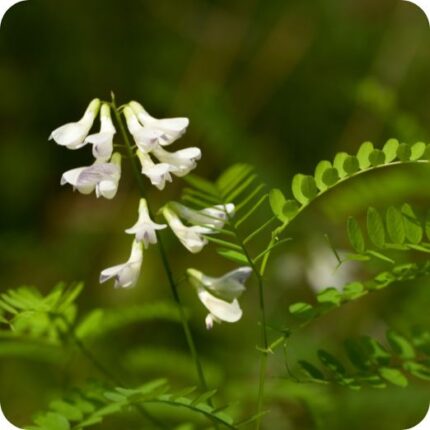Wood Vetch (Vicia sylvatica) climbing plant with compound green leaves, tendrils, and clusters of pale purple flowers.