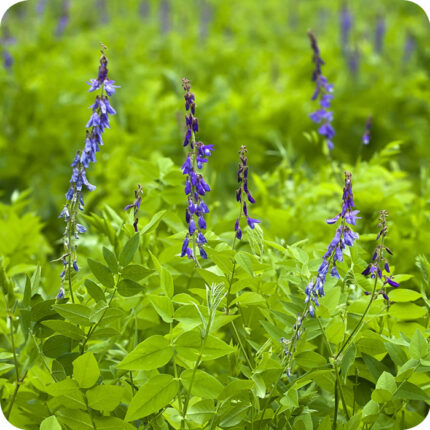 Tufted Vetch (Vicia cracca) growing through tall meadow grasses among native wildflowers and pollinator plants.