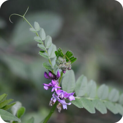Bush Vetch (Vicia sepium) climbing plant with compound green leaves, tendrils, and clusters of purple flowers.