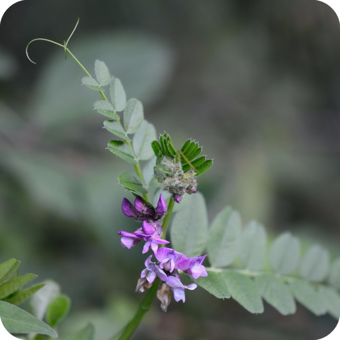 Bush Vetch (Vicia sepium) climbing plant with compound green leaves, tendrils, and clusters of purple flowers.