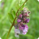 Bush Vetch (Vicia sepium) climbing plant with compound green leaves, tendrils, and clusters of purple pea flowers.
