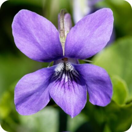 Sweet Violet (Viola odorata) close-up of deep purple fragrant flowers with heart-shaped petals in early spring.