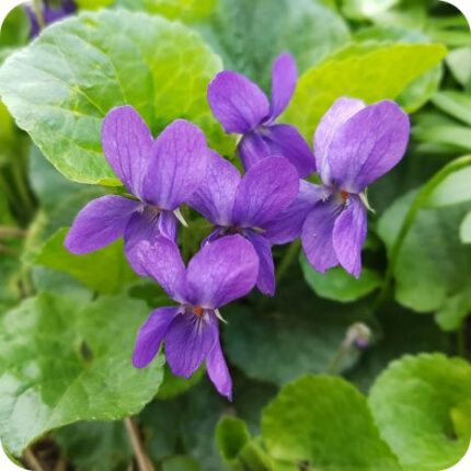 Sweet Violet (Viola odorata) low-growing plant with dark green leaves and clusters of scented purple flowers.