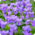Sweet Violet (Viola odorata) growing on a shaded woodland edge among mosses and other early spring wildflowers.