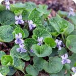 Marsh Dog-Violet (Viola palustris) growing along the floor with pale purple flowers surrounded by green heart shaped leaves.