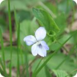 Marsh Dog-Violet (Viola palustris) close-up of a delicate pale purple flower head with 3 petals.