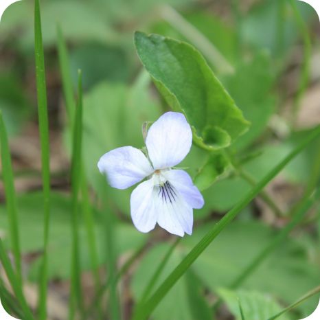 Viola_palustris_flower Marsh Dog-Violet (Viola palustris) close-up of a delicate pale purple flower head with 3 petals.