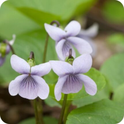 Marsh Dog-Violet (Viola palustris) close-up of 3 delicate pale purple flowers in moist habitats.