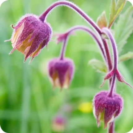 Water Avens (Geum rivale) clump-forming plant with divided green leaves and drooping purple-tinged flowers.