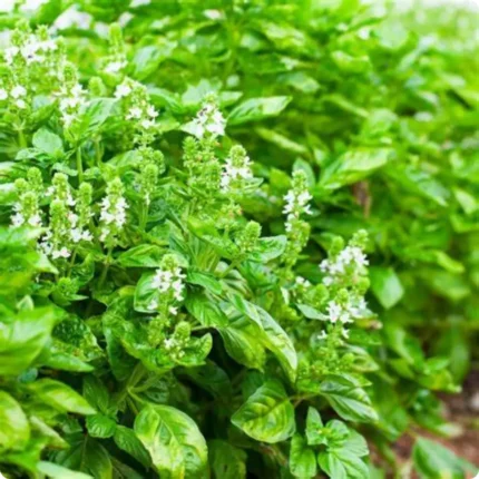 White Basil (Ocimum basilicum) aromatic herb with glossy green leaves and spikes of delicate white summer flowers.