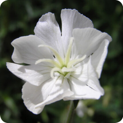 Close up of White Campion Silene latifolia a white flower