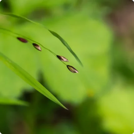 Wood Melick (Melica uniflora) close-up of slender green leaves with black seed heads.
