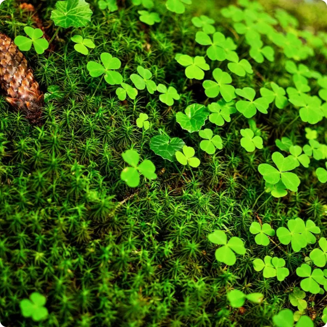 Wood Sorrel Wood Sorrel (Oxalis acetosella) growing on a shady forest floor among mosses, leaf litter, and other native spring plants.