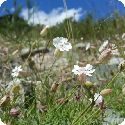 Bladder Campion (Silene vulgaris) growing on a sunny meadow edge among grasses and native wildflowers in summer.