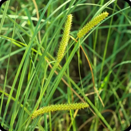 Bottle Sedge (Carex rostrata) tall wetland plant with narrow green leaves and cylindrical flowering spikes in summer.
