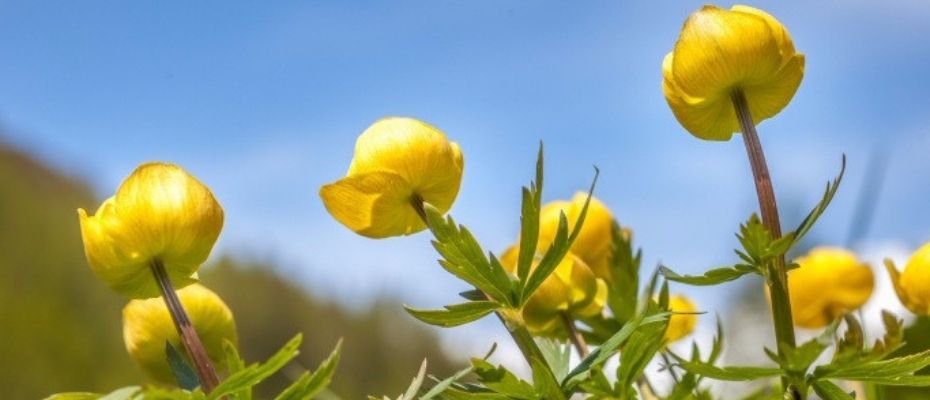 buy wildflower plugs