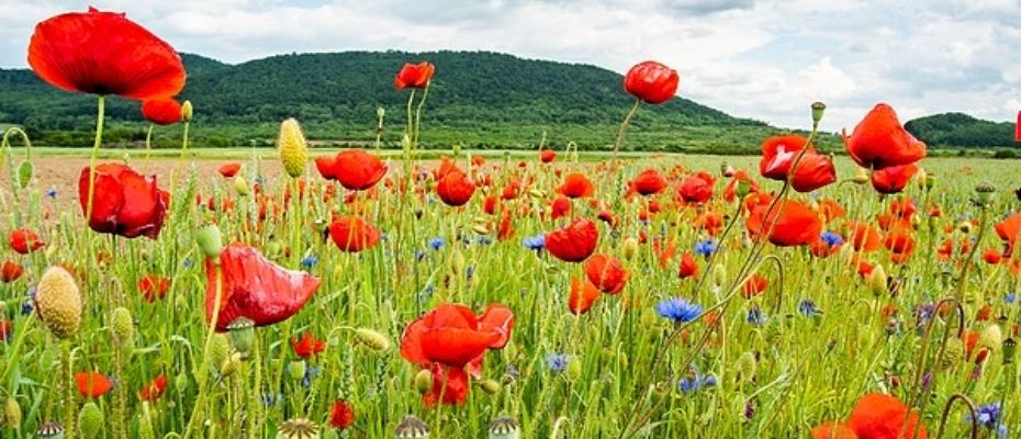 buy wildflower seeds
