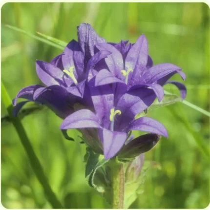Clustered Bell Flower (Campanula glomerata) upright plant with dense clusters of purple bells and green leaves.