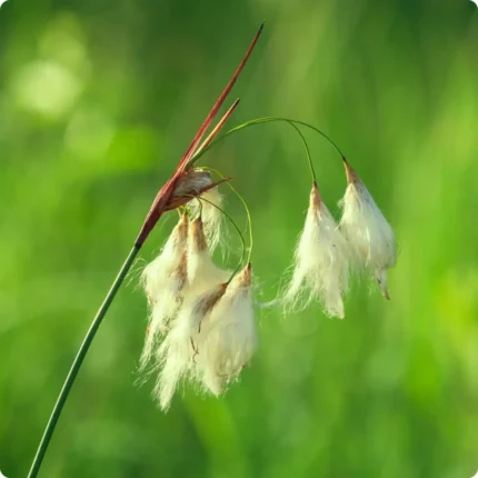 Common Cotton Grass (Eriophorum angustifolium) close up showing soft white cotton like tufts on slender green stems.