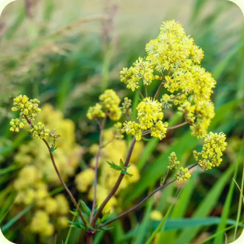 A branch of Common Meadow Rue (Thalictrum flavum) with clusters of small yellow flowers