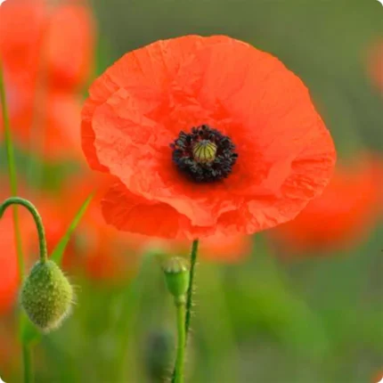 Common Poppy (Papaver rhoeas) close up of vibrant red cup shaped flowers with delicate black centres on green stems.