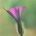 Corncockle (Agrostemma githago) plug plants