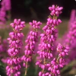 Cross-Leaved Heath Erica tetralix plant with clusters of purple flowers