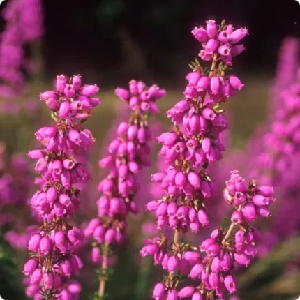 Cross-Leaved Heath Erica tetralix plant with clusters of purple flowers