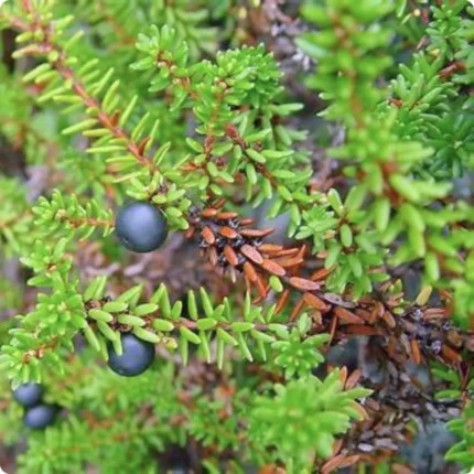 Crowberry (Empetrum nigrum) low evergreen shrub with small needle like leaves and clusters of dark purple berries.