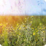Tormentil (Potentilla erecta) growing in upland grassland among heather, moss, and other native wildflowers.