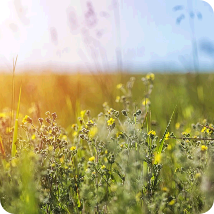 Tormentil (Potentilla erecta) growing in upland grassland among heather, moss, and other native wildflowers.