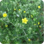 Tormentil (Potentilla erecta) low-growing plant with slender stems, divided leaves, and bright yellow flowers.