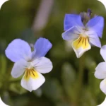 Field Pansy (Viola arvensis) close up of small delicate purple and yellow flowers with rounded petals on slender stems.