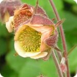 Water Avens (Geum rivale) close-up of nodding pinkish-purple bell-shaped flowers with soft hairy stems in bloom.