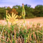 Goatsbeard (Tragopogon pratensis) growing in sunny grasslands and roadsides with other meadow wildflowers.