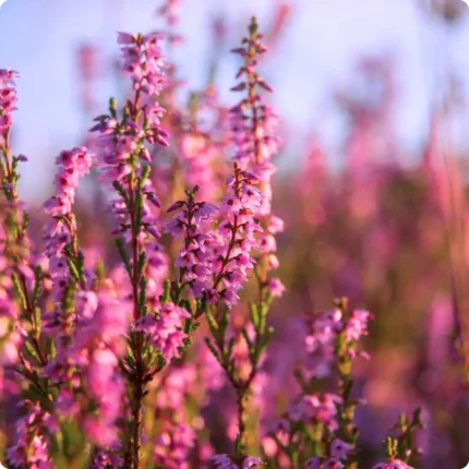 Heather Ling (Heather Calluna vulgaris) in full bloom with pink flowers