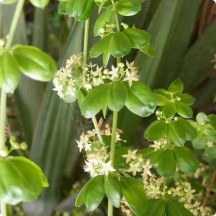 Madder (Rubia peregrina) climbing plant with whorled glossy green leaves and clusters of tiny yellow-green flowers.