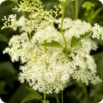 Meadowsweet (Filipendula ulmaria) tall meadow plant with fern-like green leaves and fluffy white flower clusters.
