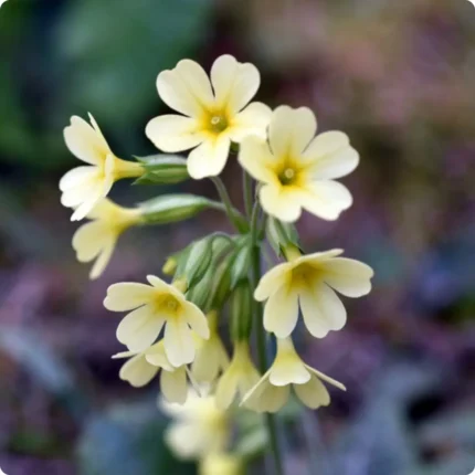 Oxlip (Primula elatior) close-up of pale yellow bell-shaped flowers with deeper yellow centres on slender green stems.
