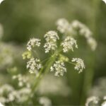Caraway (Carum carvi) close-up of delicate white umbel flowers forming clusters above fine green stems.