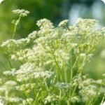 Caraway (Carum carvi) upright plant with feathery green leaves and small white clustered flowers in bloom.