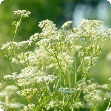 Caraway (Carum carvi) upright plant with feathery green leaves and small white clustered flowers in bloom.