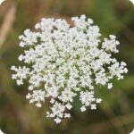 Caraway (Carum carvi) close-up of delicate white umbel flowers forming clusters