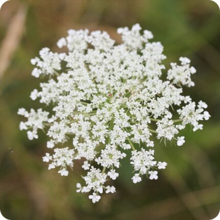 Caraway (Carum carvi) close-up of delicate white umbel flowers forming clusters