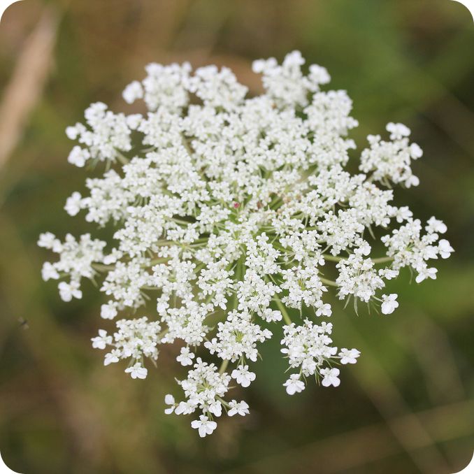 rounded agrimony (31) Caraway (Carum carvi) close-up of delicate white umbel flowers forming clusters