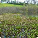 Bog Bean Menyanthes trifoliata growing in shallow water at pond edges with white fringed flowers